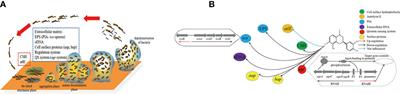 Down-regulation of β-lactam antibiotics resistance and biofilm formation by Staphylococcus epidermidis is associated with isookanin